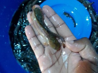 catfish-fingerlings