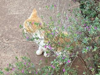 orange-black-spotted-and-white-spottedkittens
